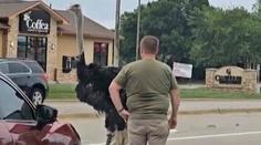 VIDEO: Pštros na útěku zastavil dopravu. Řidiči kuriózní situaci natočili