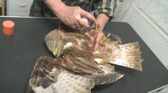 Pondělní bouřky zaměstnaly také veterináře. Zraněno je velké množství ptáků