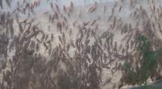 VIDEO: Noční můra, nebo zlatý důl? Na sarančí farmě pracovat nechcete