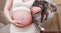 Toxoplazmózou může být nakažena až čtvrtina Čechů. Nebezpečná je pro těhotné