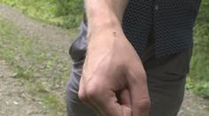 Proč komáři útočí právě na vás? Důvodů může být několik