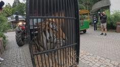 Zabavený tygr odchází ze zoo v Liberci. Stěhuje se do Nizozemí