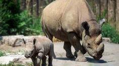 Odporný čin! Návštěvníci zoo vyryli svá jména do zad nosorožce