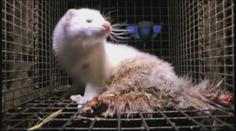 OTŘESNÉ VIDEO: Na českých kožešinových farmách týrají zvířata mezi mrtvolami a výkaly
