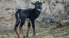 Radost v českých zoo: Na svět přivedla první mláďata roku 2020!