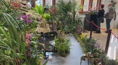 Jihočeské muzeum zve na výstavu orchidejí. K vidění budou vzácné druhy i rarity
