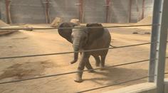 Zlínská zoo představila nový pavilon pro slony. Patří mezi největší na světě