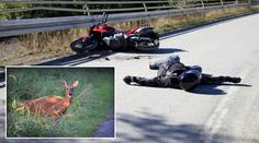 Řidiči motorky skočila na hlavu laň, způsobila vážnou nehodu!