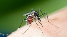 Evropou se šíří exotický virus. Objevil se už i v sousední zemi