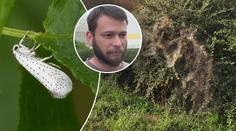 Děsivé pavučiny pokryly zahrady. Na záchranu je už pozdě, varuje expert