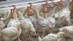 POZOR: Veterináři varují před novým ohniskem ptačí chřipky!