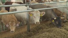 Na Brněnsku vybudovali unikátní kravín. Má klimatizaci i porodnici