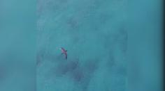 VIDEO: Surfaři měli štěstí! Před žralokem je varoval dron