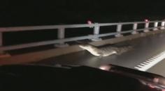 VIDEO: Do měst připluli krokodýli a hadi, varují úřady v zatopené Austrálii