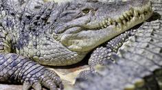 Pastora při křtu 80 lidí v jezeře sežral krokodýl! Zvíře uteklo