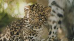 V brněnské zoo se narodila levhartí dvojčata. Pohlaví chovatelé neznají