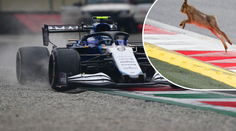 VIDEO: Formuli 1 baví odvážný zajíc. Rozjetému vozu se vyhnul jen o milimetry