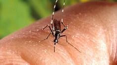 Prodělali jste horečku dengue? Můžete mít imunitu vůči Covidu-19