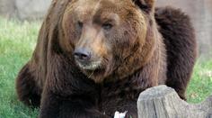 Smutná zpráva z brněnské zoo! Starého medvěda museli utratit