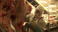 Kauza masa z Polska otřásá Českem, veterináři dohledali další
