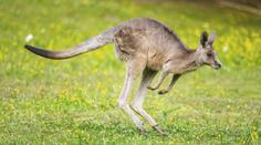 Ošetřovatelku v plzeňské zoo napadl klokan. Skončila v nemocnici