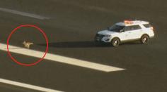 Letištní ranvej obsadila divoká šelma. S policisty si hrála "na honěnou"