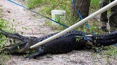 Cyklista spadl na Floridě do vody vedle aligátora, ten se do něj zakousl