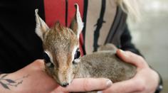 Zahrada ve Dvoře Králové se pyšní přírůstky, narodily se tam miniaturní antilopky