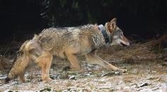 Dobré zprávy z Krušných hor! Vlk Bubla je v pořádku