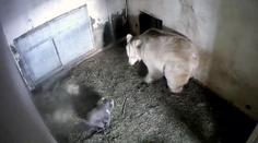 V Hluboké se narodilo vzácné mládě medvěda plavého! VIDEO
