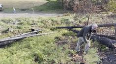 České Švýcarsko se po požáru začíná zelenat. Cestovní ruch se nevzpamatoval