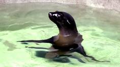 Takhle se zabydluje v pražské zoo nová lachtanice! VIDEO