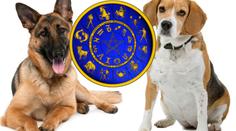 VELKÝ PSÍ HOROSKOP: Co letos čeká vašeho čtyřnohého mazlíčka?