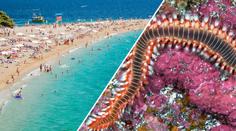 Chorvatsko dál děsí ohniví červi! Místní se jich bojí, turisté nic neřeší