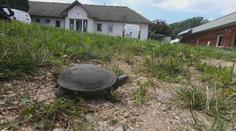 Zoologové řeší záhadu. V Jizerských horách se objevil tvor, který tam žít nemůže