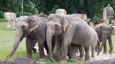 80. let slonů v Zoo Praha: Co všechno je připraveno pro návštěvníky?