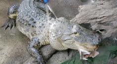 ZOO Zlín rozšiřuje chov aligátorů, získala samce z Turecka