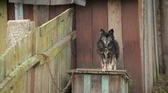 Veterináři odhalili letos už desítky případů týrání zvířat. Majitelům hrozí vysoké pokuty