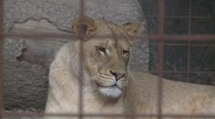 V táborské zoo otevřeli záchrannou stanici. Pomáhat bude hlavně šelmám