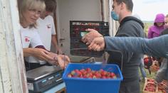 Startují samosběry jahod! Tady si je můžete natrhat. PŘEHLED po krajích