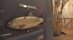 Vodní dům u Želivky nabízí bohatou expozici. Vodu tu můžete slyšet i ochutnat