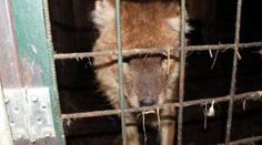 Tygr na prodej! Muž chtěl vlastní zoo, nevyšlo to. Zvířata teď živoří