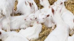 Poplach v kontaktní zoo. U čtyř kůzlat našli vzteklinu, hrály si s nimi děti