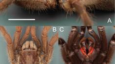 Vědci objevili "jednorožce". Nový druh tarantule má na zádech roh
