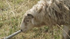 Útok vlků na Karlovarsku. Vtrhli na biofarmu ke stádu ovcí