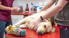 Hračky a pamlsky mohou psům uškodit. Veterináři varují před čtyřmi typy