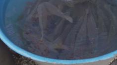 Veterináři kontrolují prodejce kaprů. Dohlíží na hygienu i zacházení s rybami