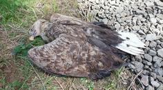 Na Toužimsku zřejmě někdo otrávil orla mořského. Zahynulo i mládě v hnízdě