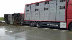 Na Vyškovsku havaroval kamion s 200 prasaty. Nehoda omezila provoz