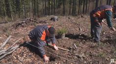 Kůrovec pomalu ustupuje z Česka. Lesníkům se daří ve velkém sázet nové stromy